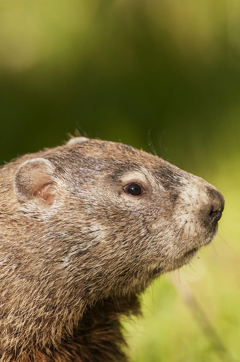 Groundhog Day Film